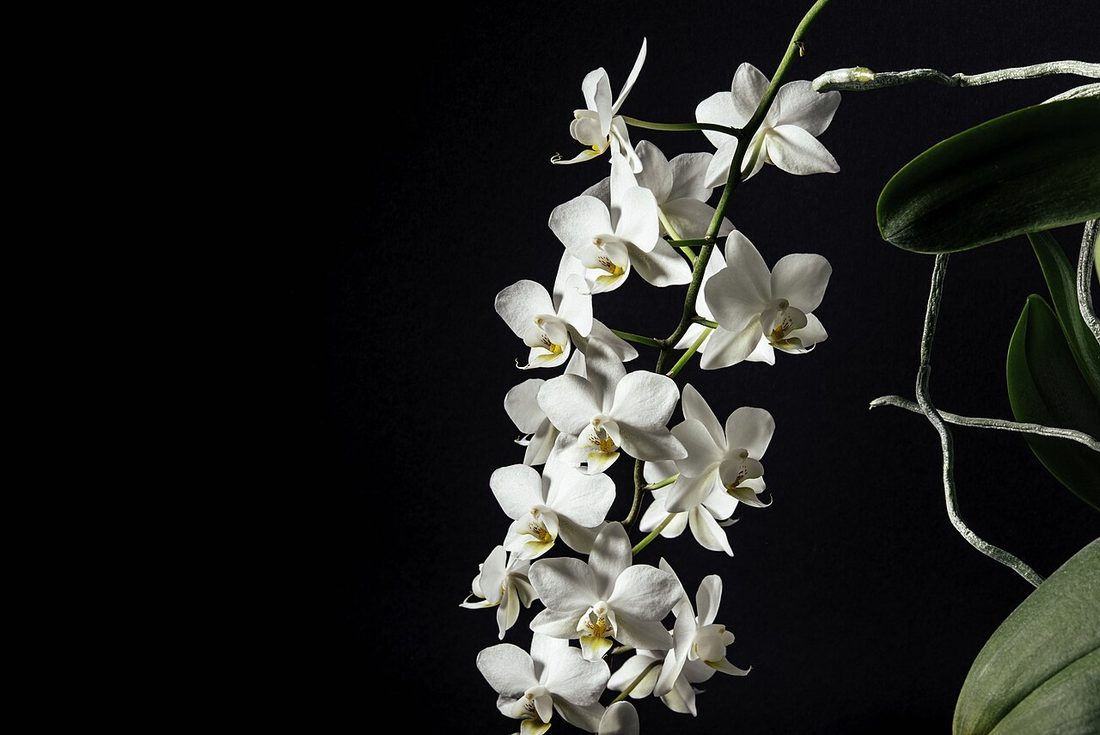 Orchid Harmony