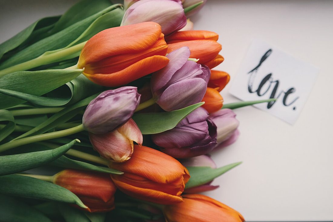Tulip Reverie